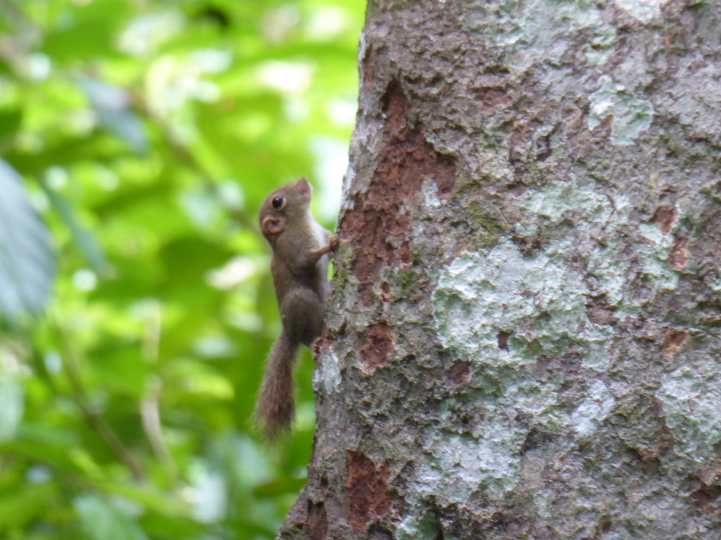 Borneo